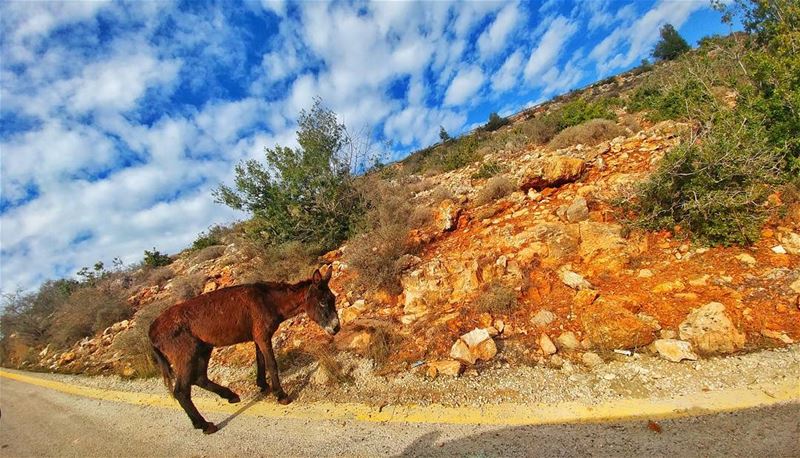 Dunkey is out 🐴......... lebanoninstagram  lebanon_hdr ...