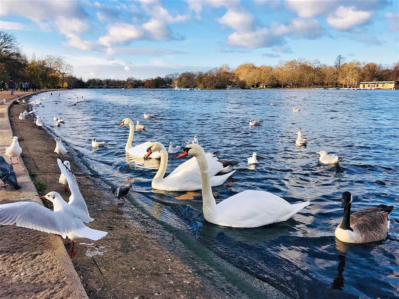 During Christmas season Hyde Park turns into Winter WONDERLAND 🎡🎄...... (Hyde Park)