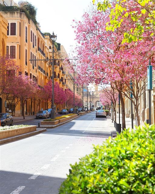 E a primavera está chegando no Líbano! Linda foto tirada pela @nathaliezeid (Downtown Beirut)