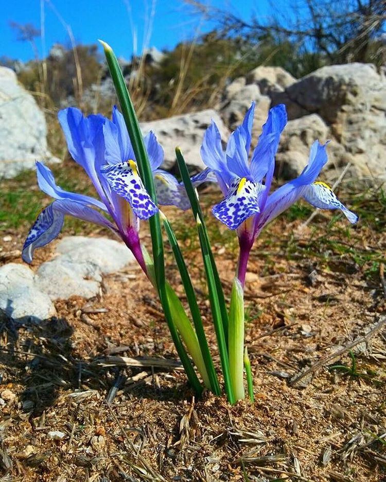 Early  Spring in  JabalMoussa !! ecotourismlebanon  ecotourism ... (Jabal Moussa)
