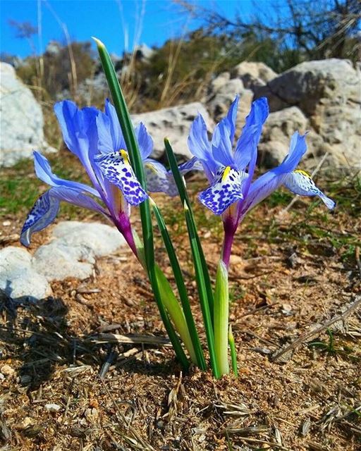 Early  Spring in  JabalMoussa !! ecotourismlebanon  ecotourism ... (Jabal Moussa)