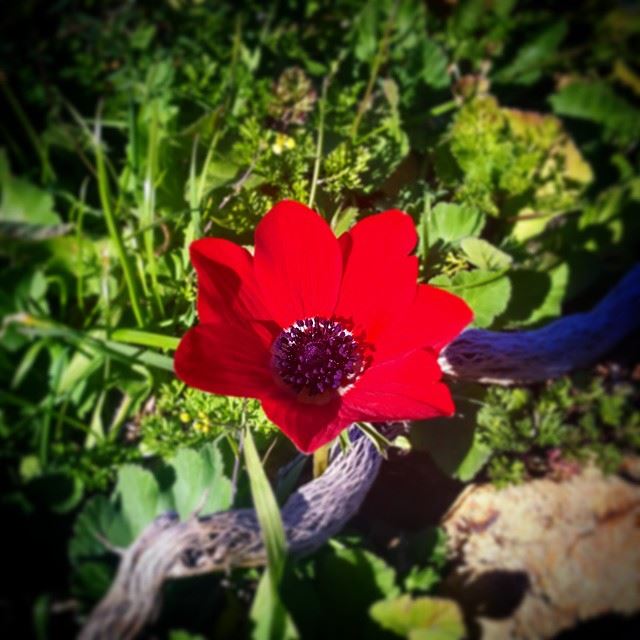 Early spring :)  lebanon  elchouf  maasserbeiteldine  wearelebanon ...