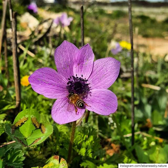  EarlySpring  beautifulNature.. Flowers  green  colorful  spring ... (Akkar)