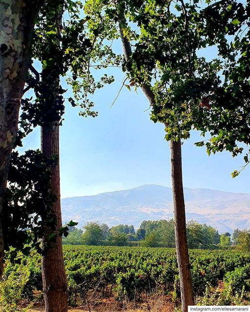 Earth and sky, woods and fields, the mountain and the sea, are excellent... (Deïr Taanâyel, Béqaa, Lebanon)