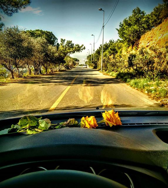 •^•°Earth laughs in flowers°•^• earth laughs in flowers yellow car ride...