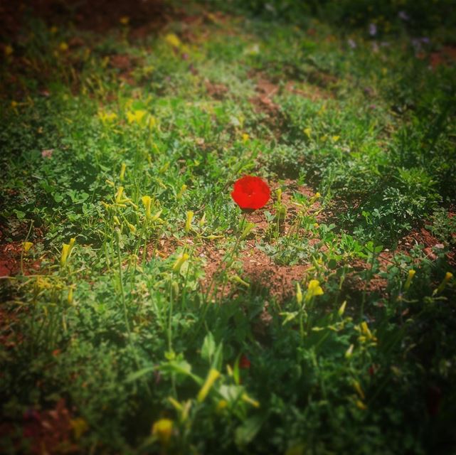 Earth laughs in flowers. - Ralph Waldo Emerson  lebanon  batroun  rasnhash... (Ra'S Nhash, Liban-Nord, Lebanon)