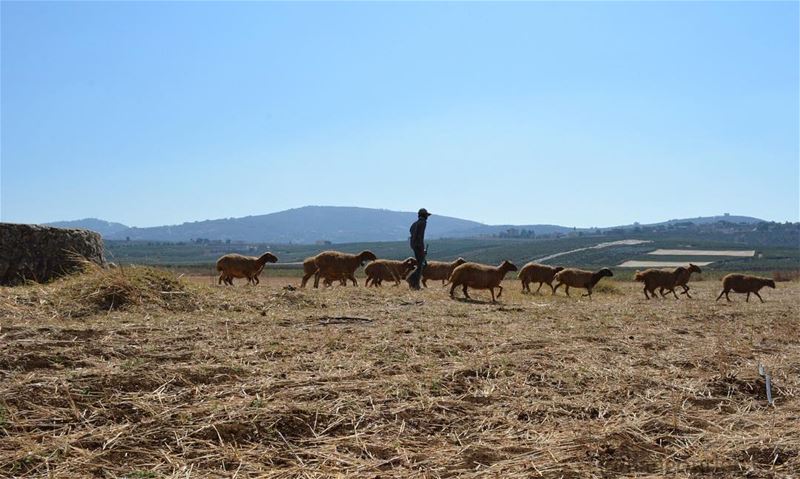 Earth Sent 🌾  nofilter- hangoutlebanon  lebanonpocketguide ... (Al Khiyam, Al Janub, Lebanon)