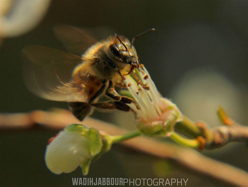 🔸🔸🔸🔸🔸🔸🔸 earthpix   macromood  macroclique  Macro_Vision ...