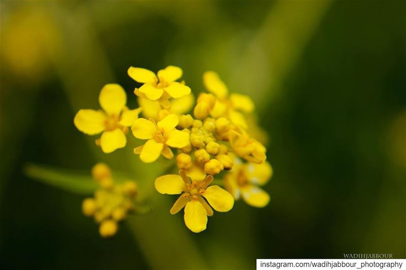 🔸🔸🔸🔸🔸 earthpix   macromood  macroclique  Macro_Vision ...