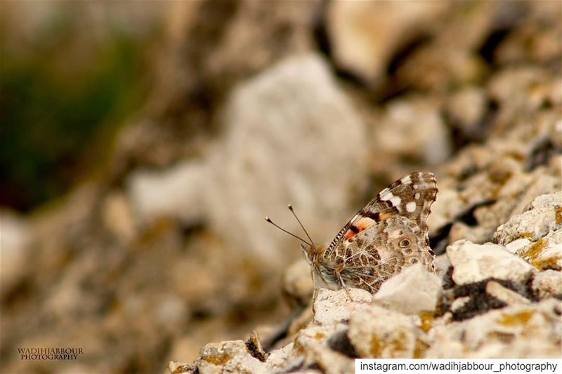 🔸🔸🔸🔸🔸 earthpix   macromood  macroclique  Macro_Vision ...