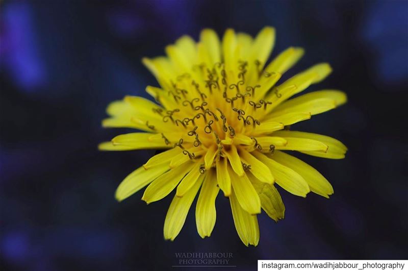 🔸🔸🔸🔸🔸 earthpix   macromood  macroclique  Macro_Vision ...