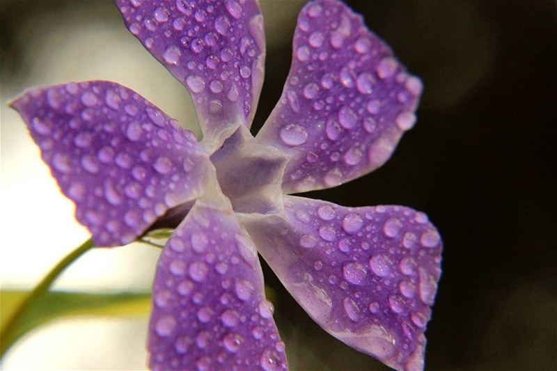 🔸🔸🔸🔸🔸🔸🔸 earthpix   macromood  macroclique  Macro_Vision ...