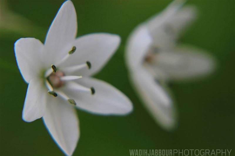 🔸🔸🔸🔸🔸🔸🔸 earthpix   macromood  macroclique  Macro_Vision ...