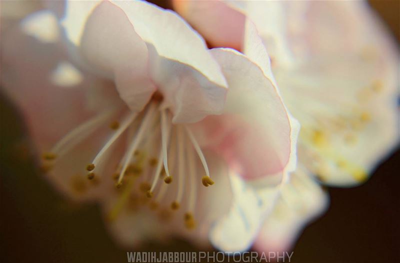 🔸🔸🔸🔸🔸🔸🔸 earthpix   macromood  macroclique  Macro_Vision ...