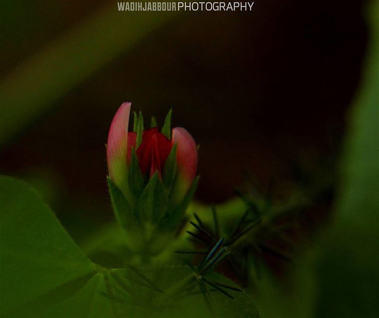 🔸🔸🔸🔸🔸🔸🔸 earthpix   macromood  macroclique  Macro_Vision ...