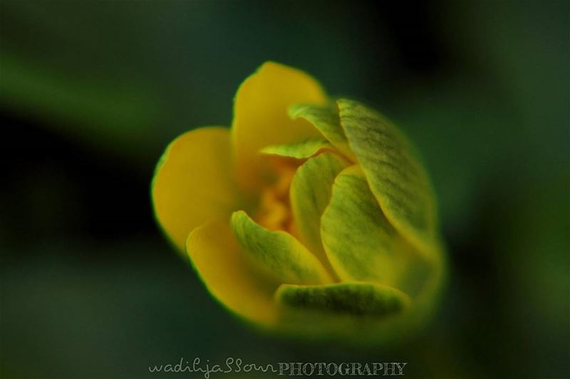 🔸🔸🔸🔸🔸🔸🔸 earthpix   macromood  macroclique  Macro_Vision ...