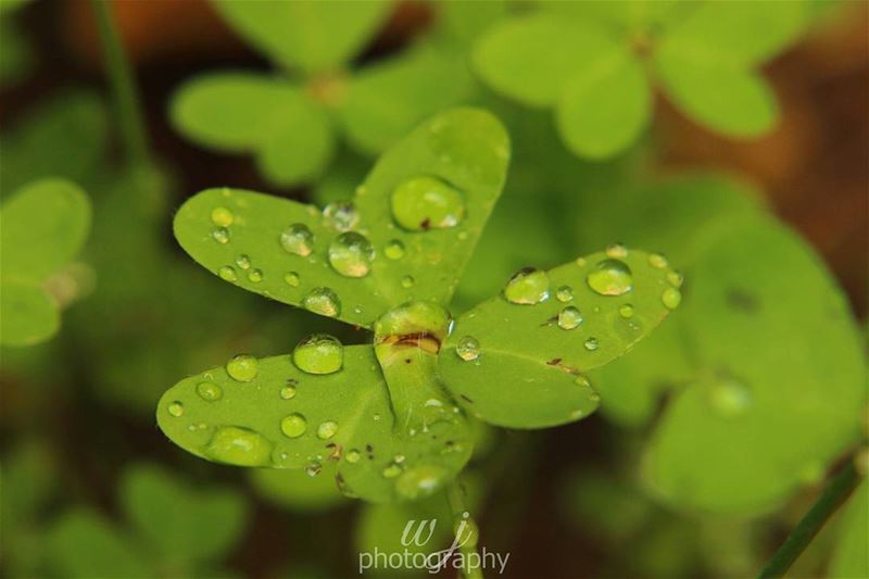 🔸🔸🔸🔸🔸🔸🔸 earthpix   macromood  macroclique  Macro_Vision ...