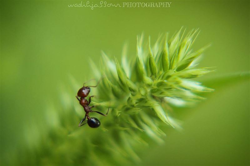 🔸🔸🔸🔸🔸🔸🔸 earthpix   macromood  macroclique  Macro_Vision ...