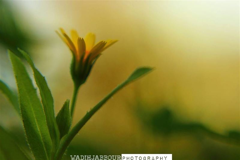 🔸🔸🔸🔸🔸🔸🔸 earthpix   macromood  macroclique  Macro_Vision ...
