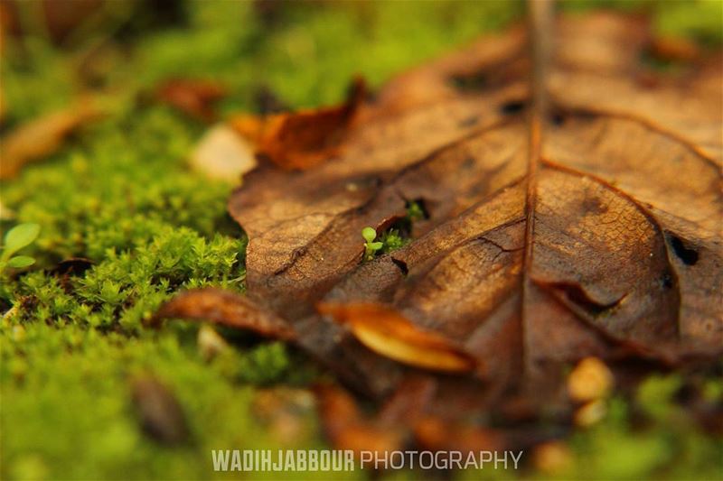 🔸🔸🔸🔸🔸🔸🔸 earthpix   macromood  macroclique  Macro_Vision ...