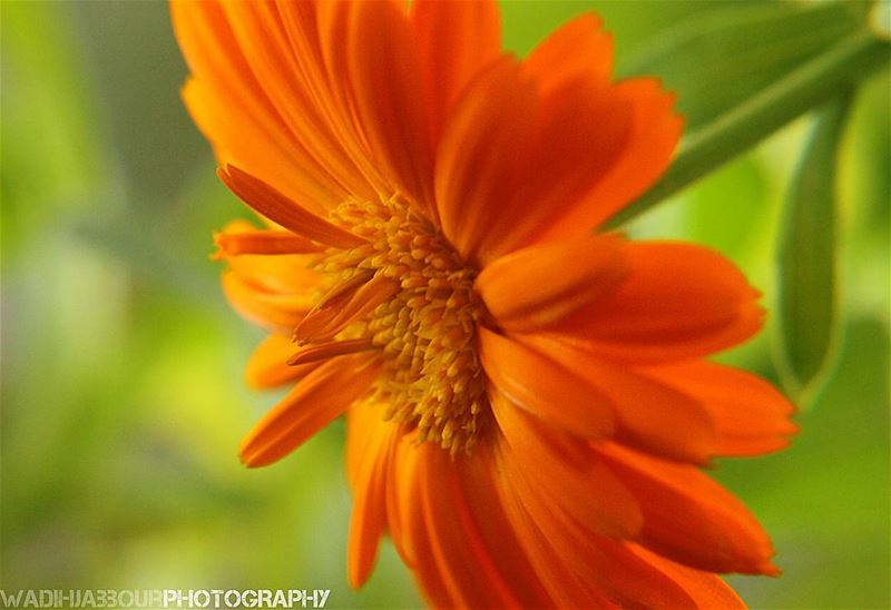 🔸🔸🔸🔸🔸🔸🔸 earthpix   macromood  macroclique  Macro_Vision ...