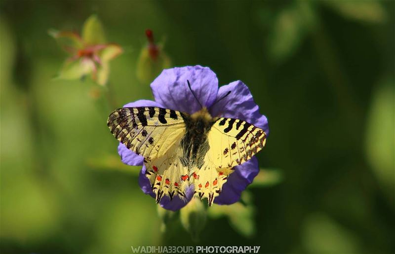 🔸🔸🔸🔸🔸🔸🔸 earthpix   macromood  macroclique  Macro_Vision ...