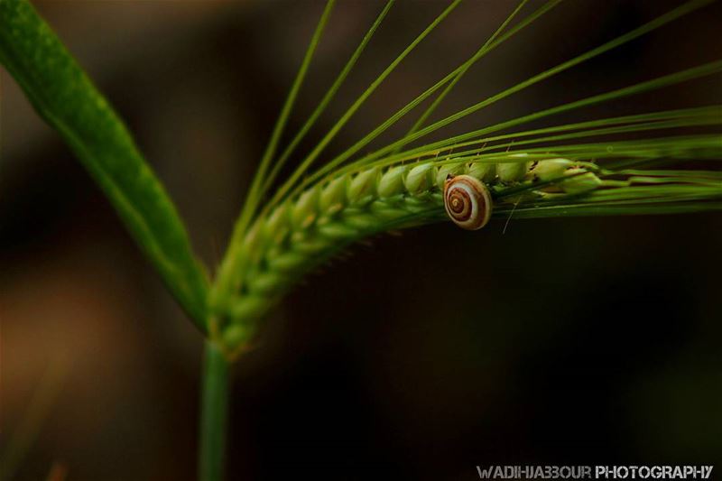 🔸🔸🔸🔸🔸🔸🔸 earthpix   macromood  macroclique  Macro_Vision ...