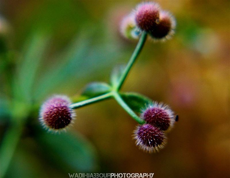 🔸🔸🔸🔸🔸🔸🔸 earthpix   macromood  macroclique  Macro_Vision ...