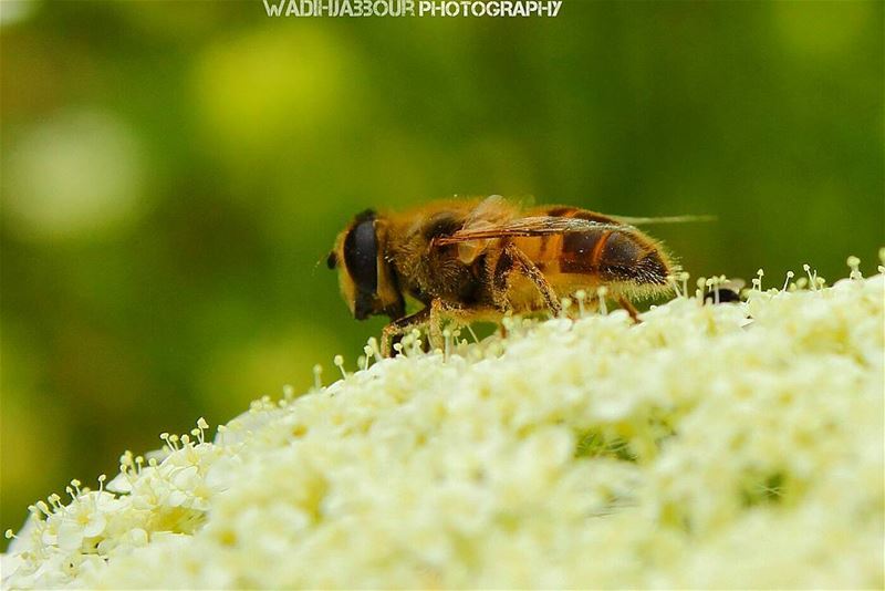 🔸🔸🔸🔸🔸🔸🔸 earthpix   macromood  macroclique  Macro_Vision ...