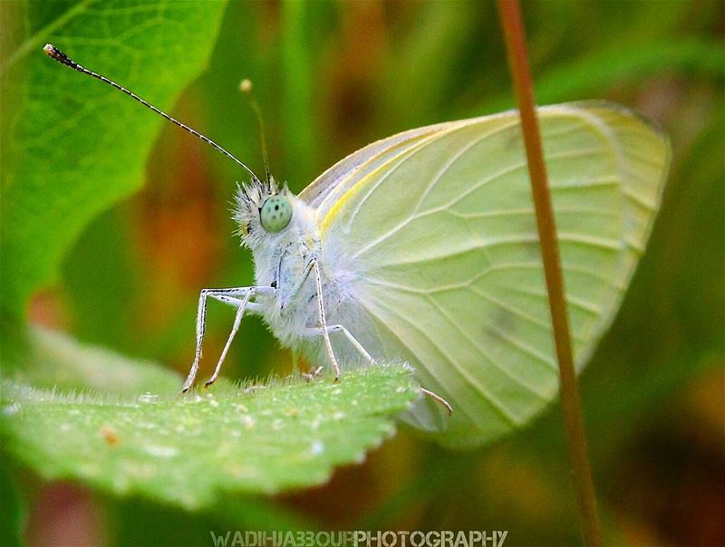 🔸🔸🔸🔸🔸🔸🔸 earthpix   macromood  macroclique  Macro_Vision ...