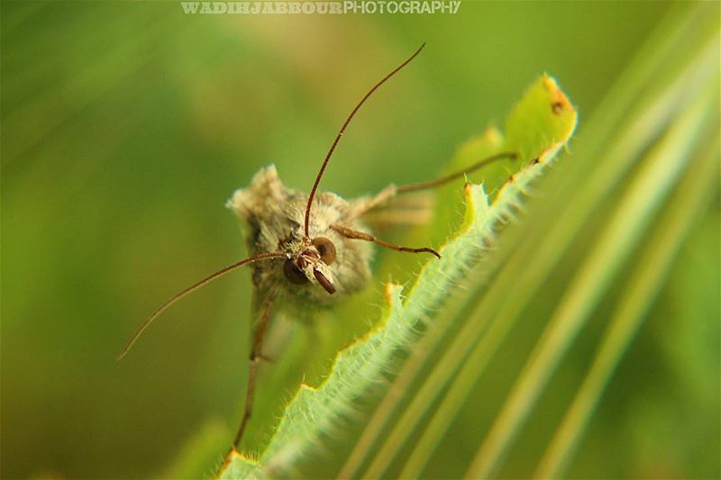 🔸🔸🔸🔸🔸🔸🔸 earthpix   macromood  macroclique  Macro_Vision ...