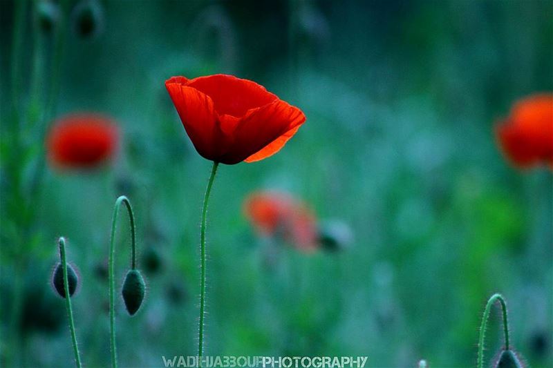 🔸🔸🔸🔸🔸🔸🔸 earthpix   macromood  macroclique  Macro_Vision ...