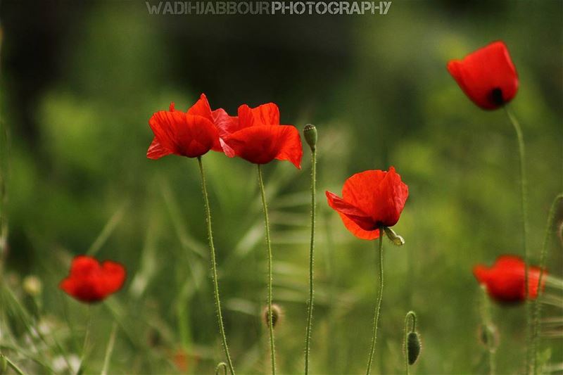 🔸🔸🔸🔸🔸🔸🔸 earthpix   macromood  macroclique  Macro_Vision ...