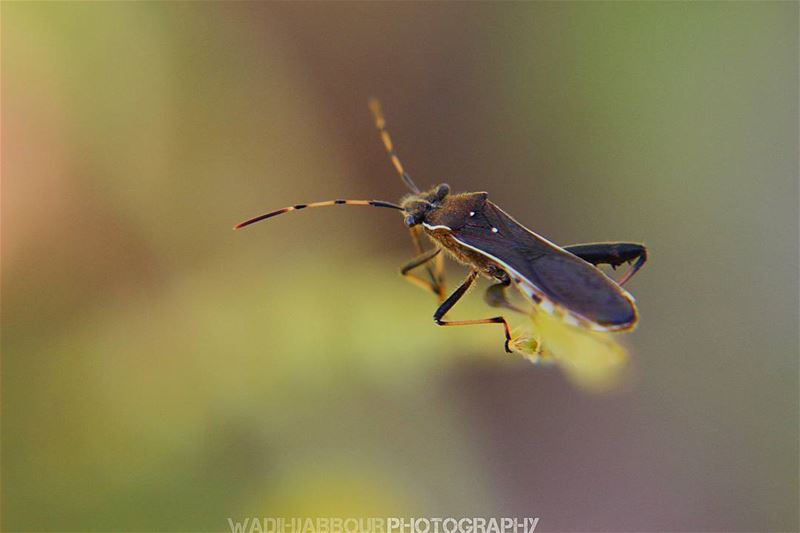 🔸🔸🔸🔸🔸🔸🔸 earthpix   macromood  macroclique  Macro_Vision ...