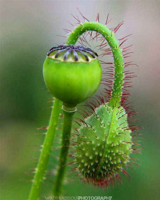 🔸🔸🔸🔸🔸🔸🔸 earthpix   macromood  macroclique  Macro_Vision ...