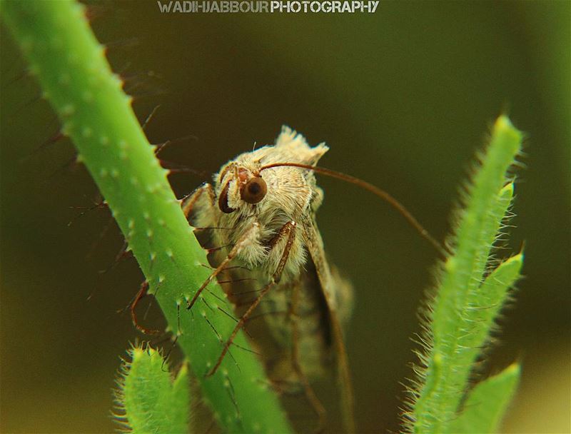 🔸🔸🔸🔸🔸🔸🔸 earthpix   macromood  macroclique  Macro_Vision ...