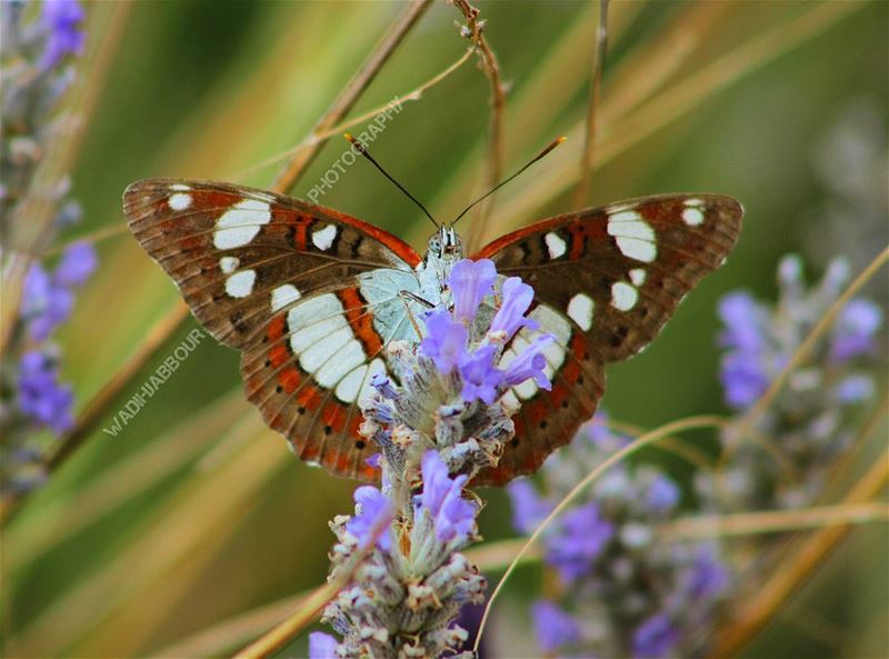 🔸🔸🔸🔸🔸🔸🔸 earthpix   macromood  macroclique  Macro_Vision ...