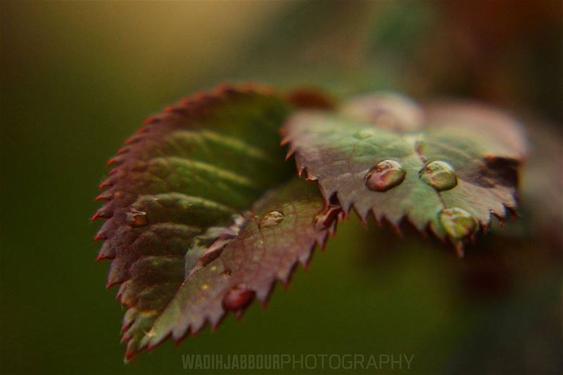 🔸🔸🔸🔸🔸🔸🔸 earthpix   macromood  macroclique  Macro_Vision ...