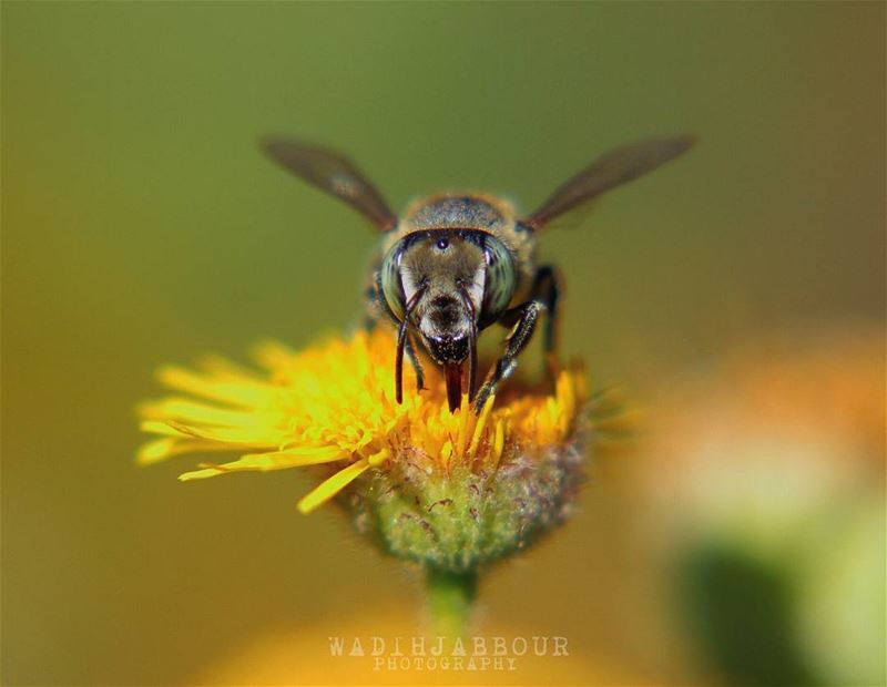 🔸🔸🔸🔸🔸🔸🔸 earthpix   macromood  macroclique  Macro_Vision ...