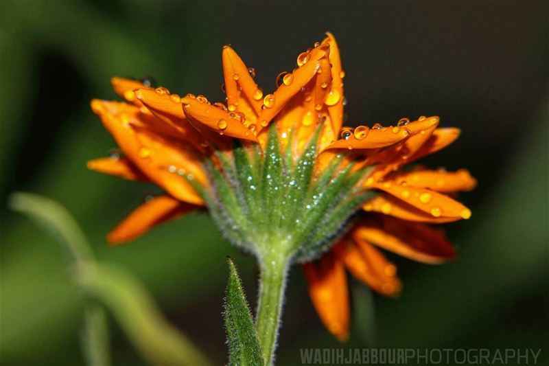 🔸🔸🔸🔸🔸🔸🔸 earthpix   macromood  macroclique  Macro_Vision ...