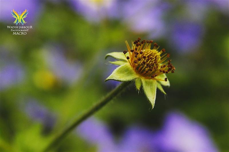 🔸🔸🔸🔸🔸🔸🔸 earthpix   macromood  macroclique  Macro_Vision ...