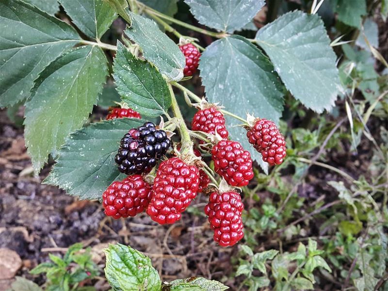 Eat seasonally, eat locally 🍇 Berries  Raspberries  Eat  LocalFood ...