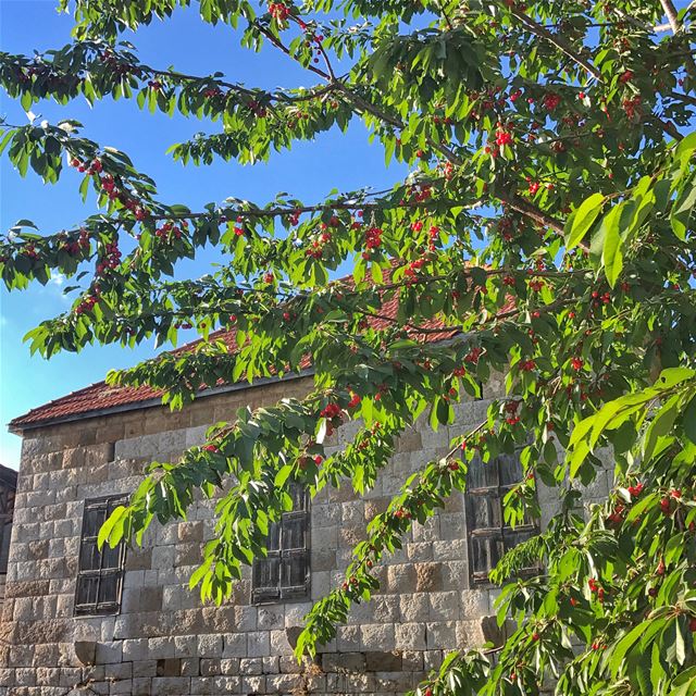  Ehden cherries 🍒 Wishing you a wonderful weekend 💙🍒🏡🍒💙... (Ehden, Lebanon)