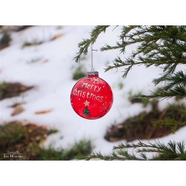  ehden  christmastree  christmas  merrychristmas  snow  nature ...
