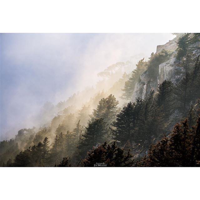  ehden  ehdeniyat  livelovelebanon  trees  fog  clouds  cloudporn ...