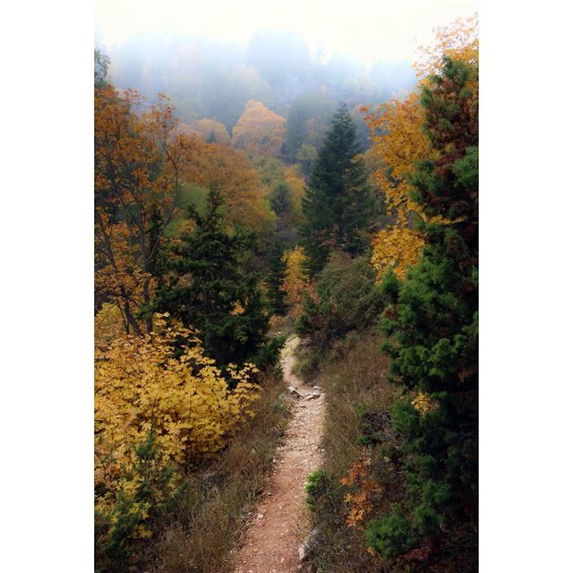  ehden  ehdenreserve  autumn  colors  road  natureroad  trees ...