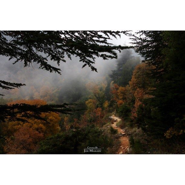  ehden  ehdenreserve  nature  forest  fog  trees  livelovelebanon ...