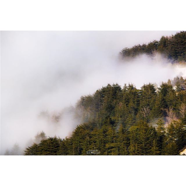  ehden  ehdenreserve  nature  naturelovers  snow  fog  trees  clouds ...