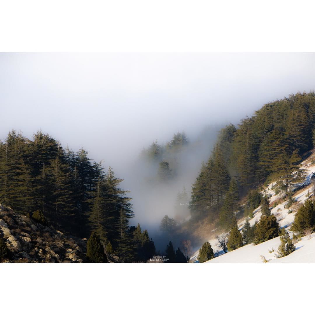  ehden  ehdenreserve  snow  trees  clouds  fog  beautifullebanon ...