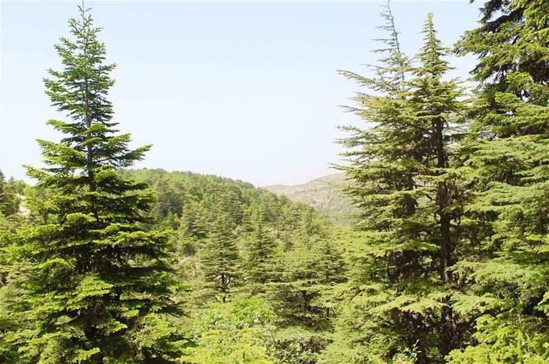  ehden  ehdenspirit  lebanon  insta_lebanon  liveloveehden  livelovebeirut... (Horsh Ehden Nature Reserve)